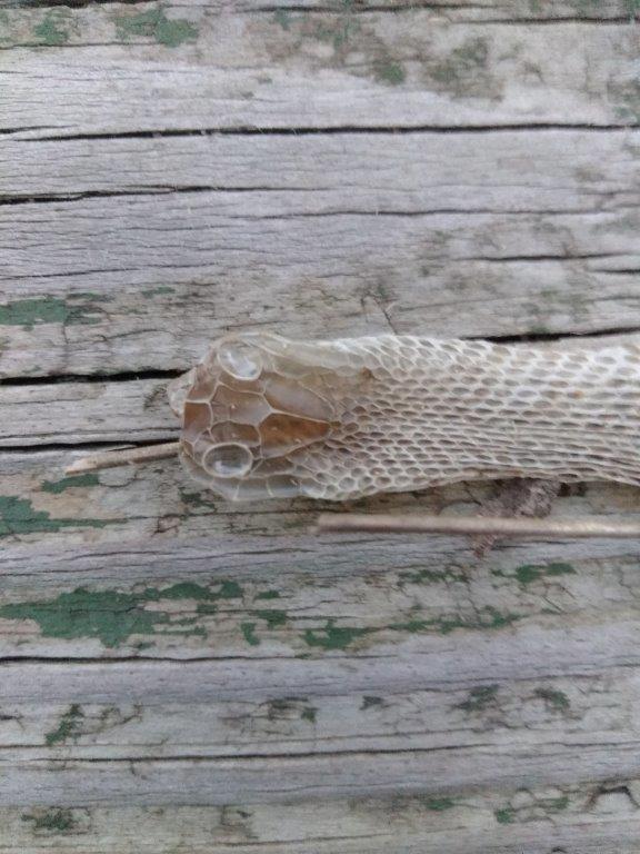 Albuquerque snake skin