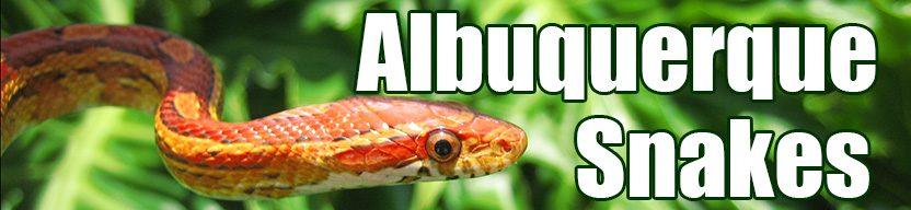 Albuquerque snake