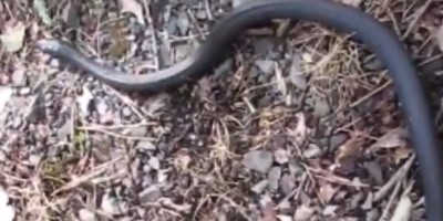 Albuquerque snake